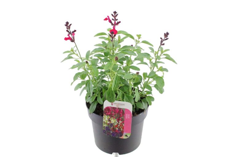 Salvia greggii Mirage Hot Pink 17-17 F